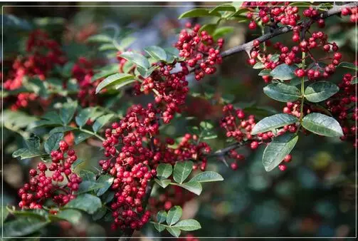 Новый Перцовый Сычуань перцовый китайский колючий перец соус huajiao приправа | Дом