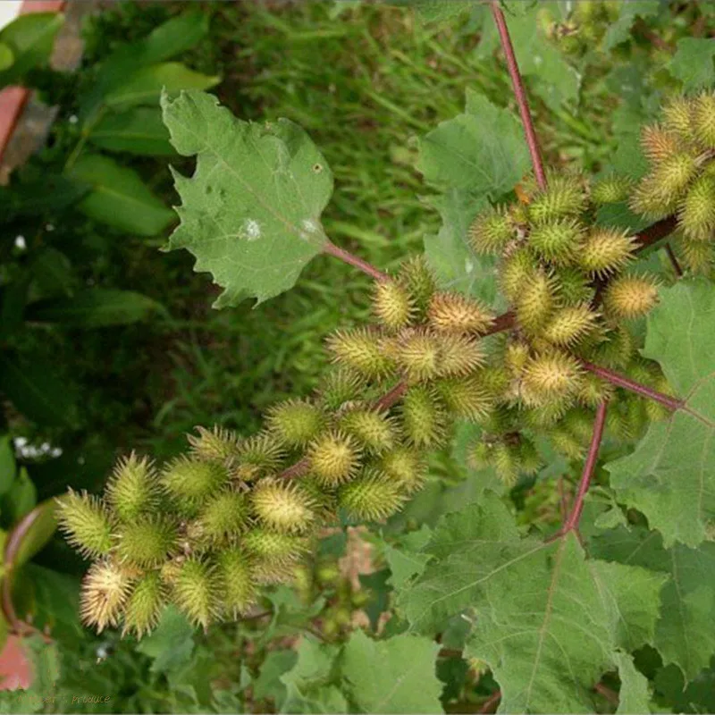 

High quality Xanthium Fructus Xanthii, Cang er zi, free shipping