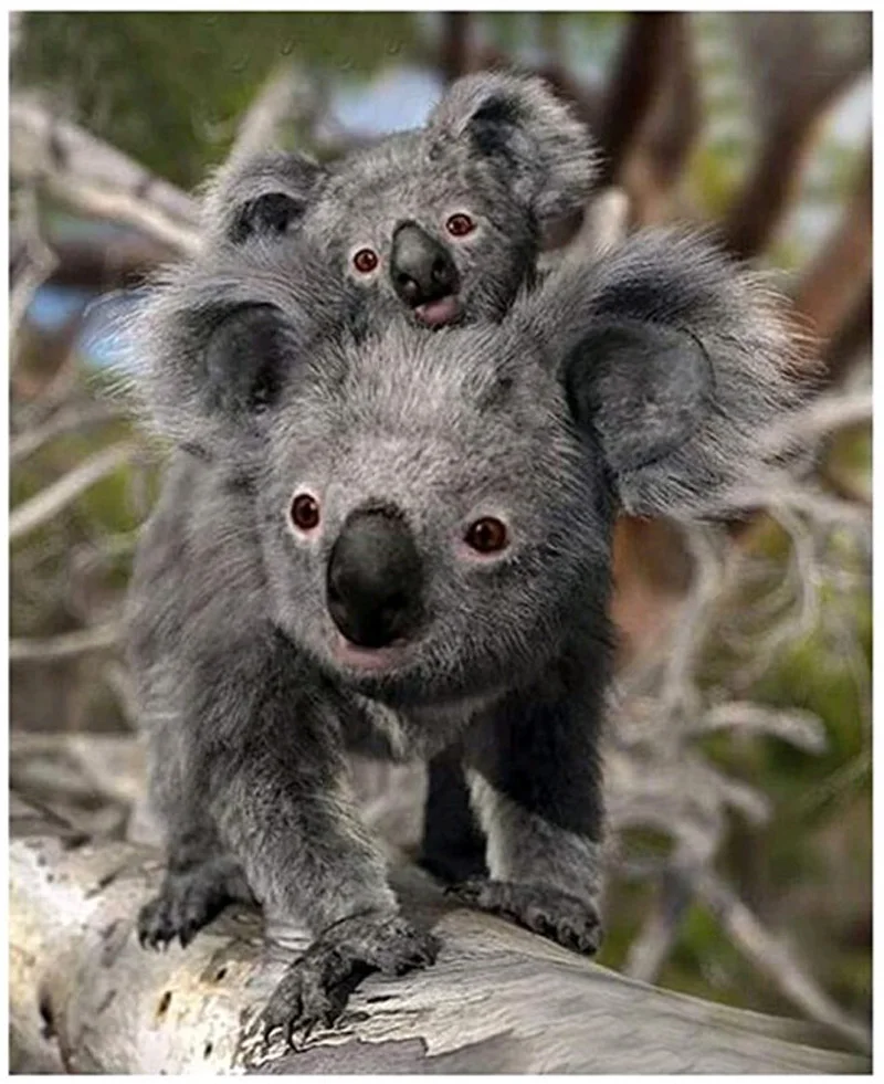 Полностью квадратная/круглая дрель 5D кристальная Вышивка Животных мозаика