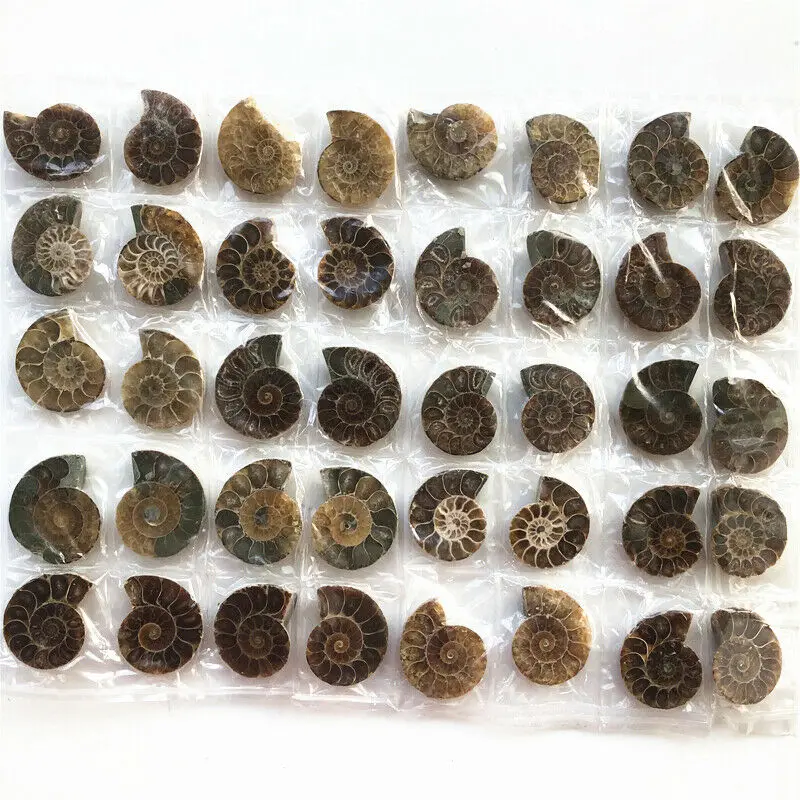 Прямая доставка Новый 1 пара из Разделение ископаемые образцы раковины аммонита