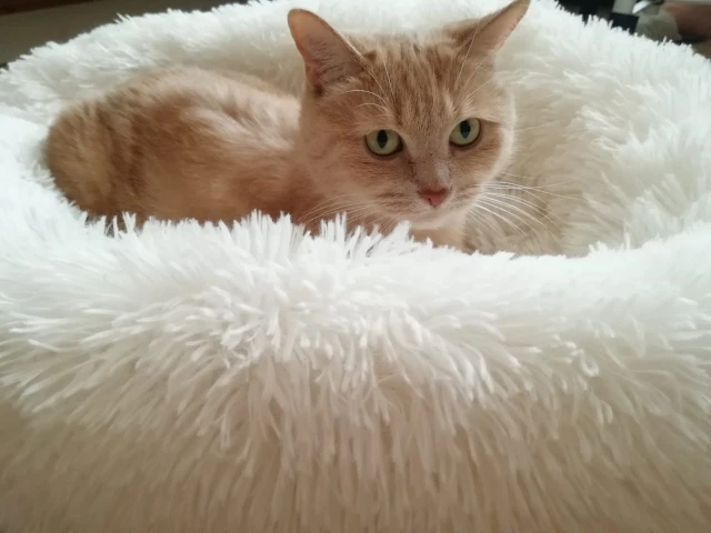 

Round Cat Bed Long Plush Dog Kennel Cats House Super Soft Cotton Mat Sofa For Dog Chihuahua Animals Pet Bed For Cat Dog Bed