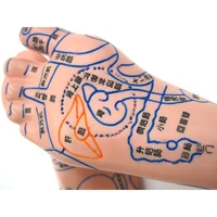 13cm foot reflex zone massage model not acupuncture model chinese language feet reflexology pair medical