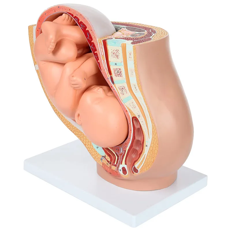 Беременность человека развитие плода 9 месяцев эмбриональная модель таза плод