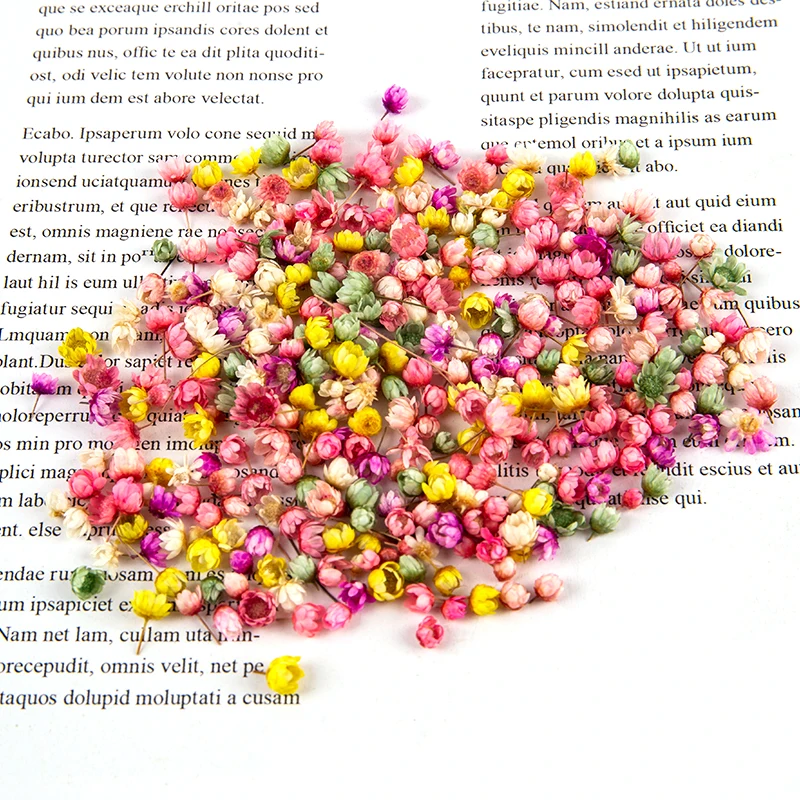 200pc Real Dried Flowers For DIY Art Craft Epoxy Resin Candle Making Jewellery Glass Cover Ball Filler Dried Flowers Accessories images - 6