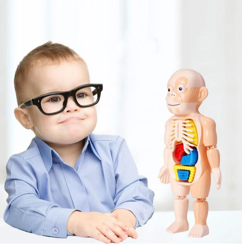 Игрушка Монтессори 3D пазл человеческого тела Обучающие наборы игрушек сделай
