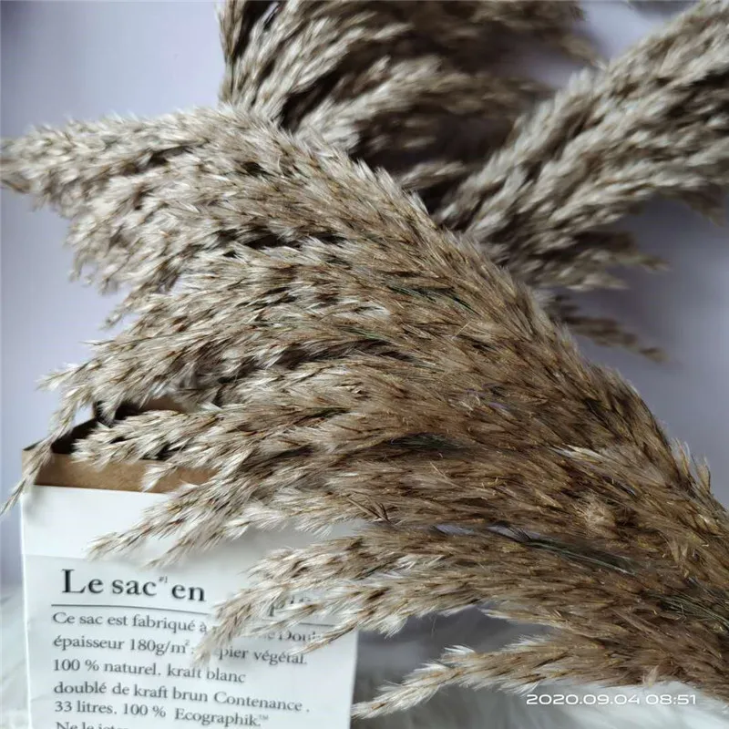 

20pcs Free shipping dried flower pampas grass bunch natural reed flowers for wedding home halloween decoration Plume 30-40cm