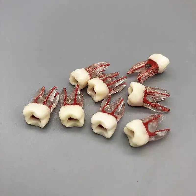 1 шт. зубной корень модель канала для ЦР практика стоматолог обучения открытие