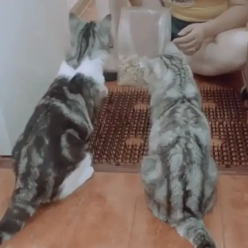 Прямая поставка антикотональный диск для кошек артефакт противостоящая