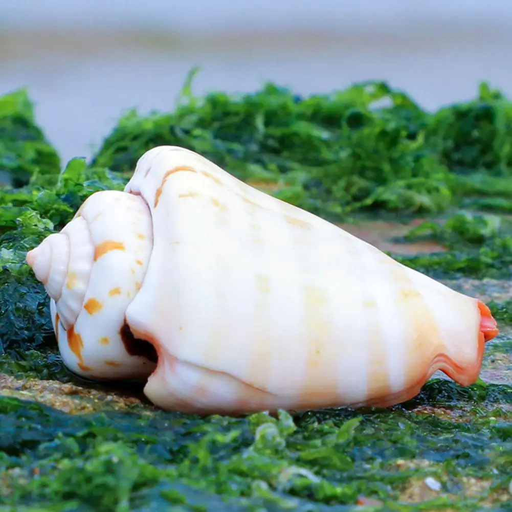 

Home Decoration DIY Home Decoration of Natural Red 5cm Big Aquarium Super Mouth Shell with Snail O1W5