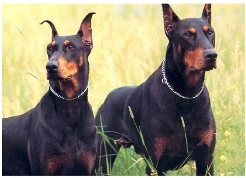 Ошейник для собак скользящий ошейник цепочка из нержавеющей стали хромированная