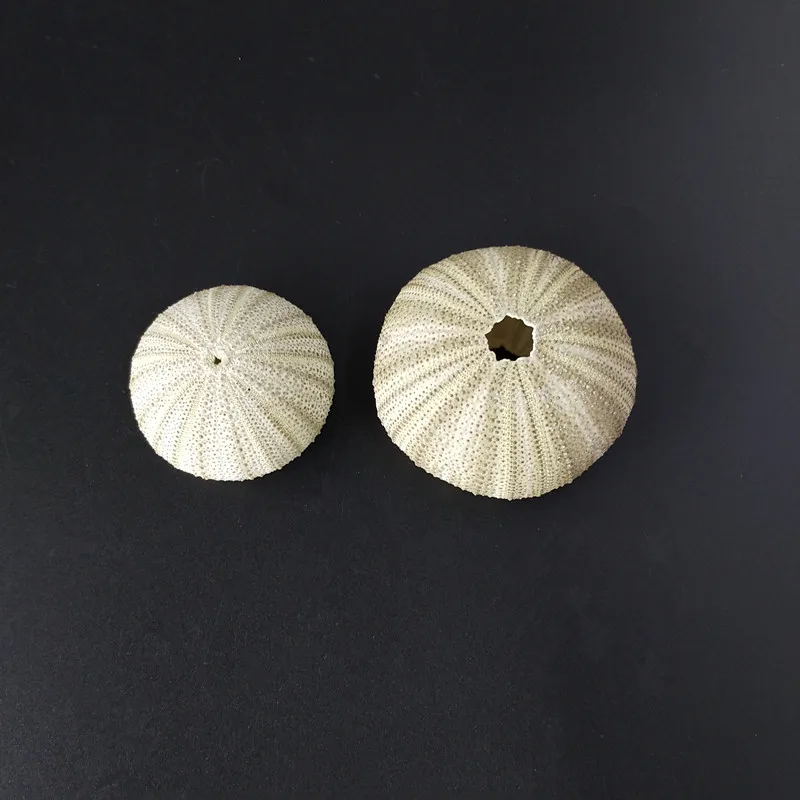 10 шт./лот натуральная маленькая зеленая морская урчина раковина морской океан