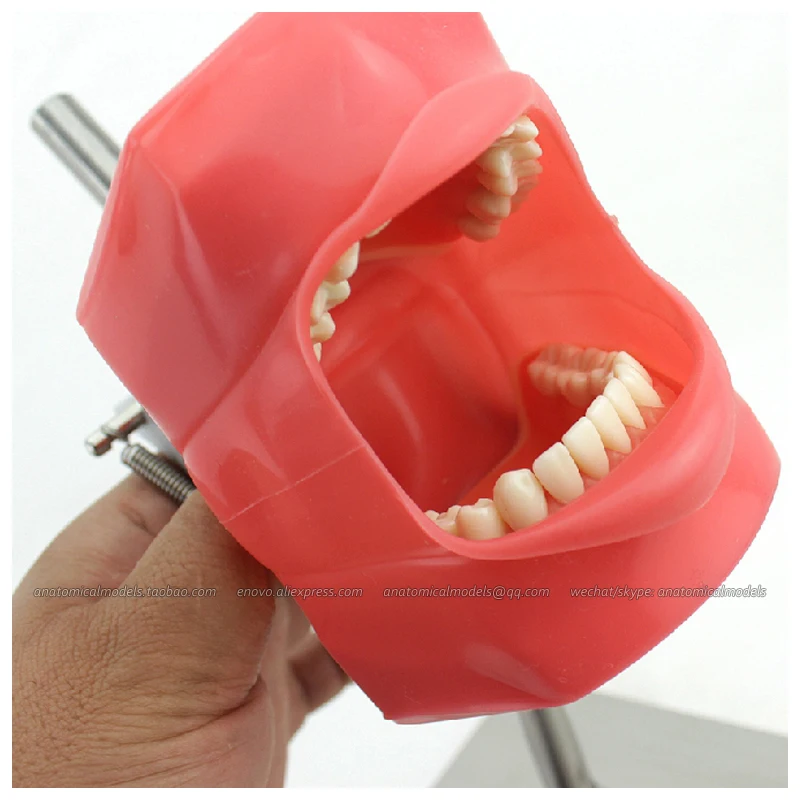 CMAM/12558 Dental-фантомная головка нержавеющая сталь медицинская анатомическая модель