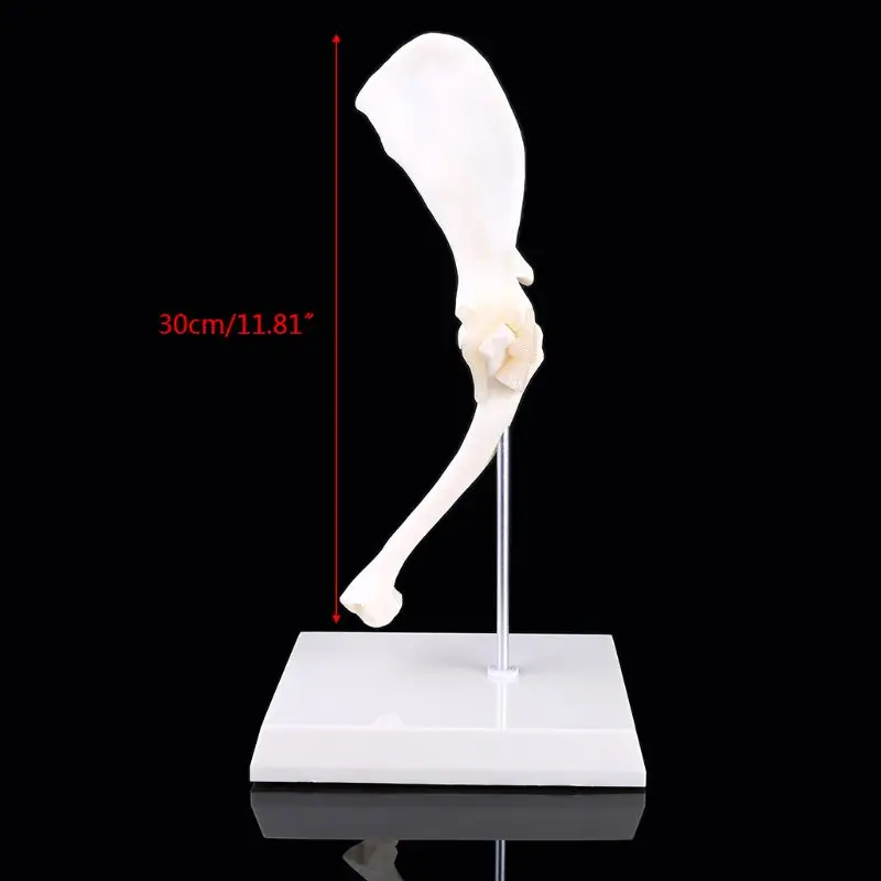 

Dog Canine Shoulder Joint Model Veterinary Teaching Research Skeleton Halloween
