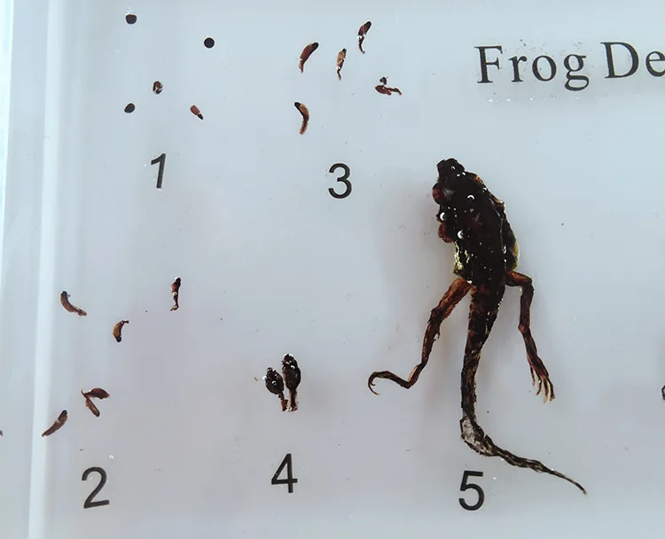 Реальные модели развития Tadpole Frog образец модель история роста животных образцы