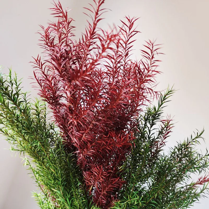 

Limited Rushed Melaleuca Gold Forever Fresh Dry Plants,DIY Craft Shoot Props For Wedding Party Home Dekoration Backdrop