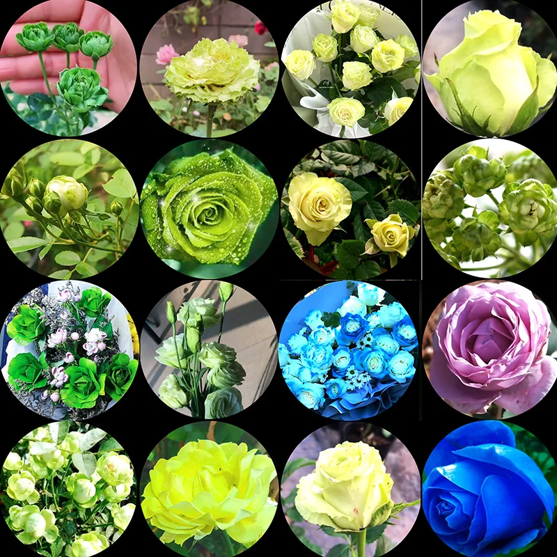 

FLTMRH 6MM 14MM 16MM 18MM 30MM green rose plants round glass cabochon flat back photo relief DIY accessories