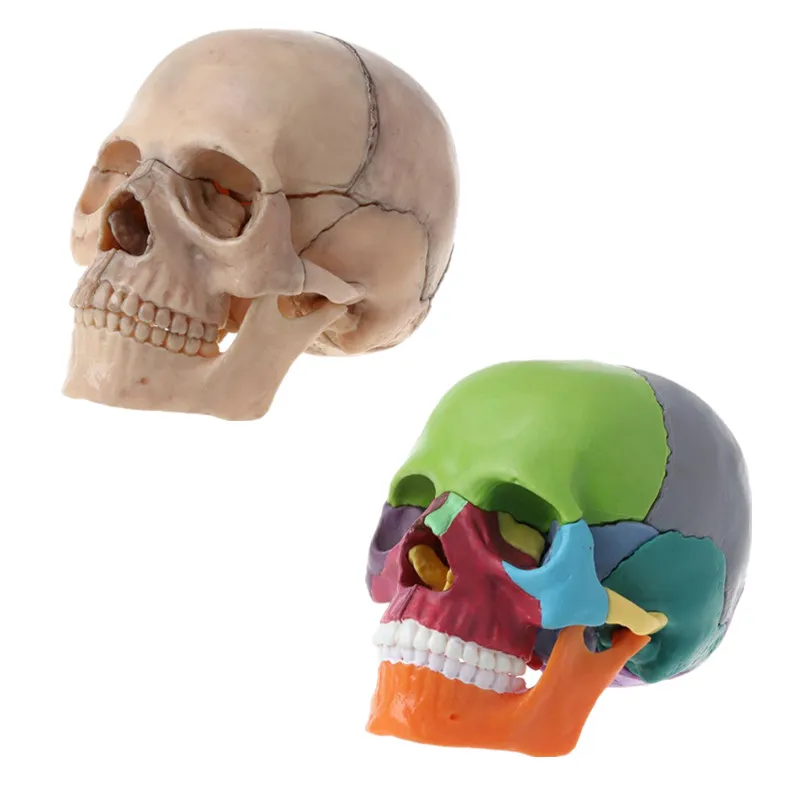 

15pcs 4D Disassembled Color Skull Anatomical Model Detachable Medical Teaching Tool Anatomy Science Decor Skeleton