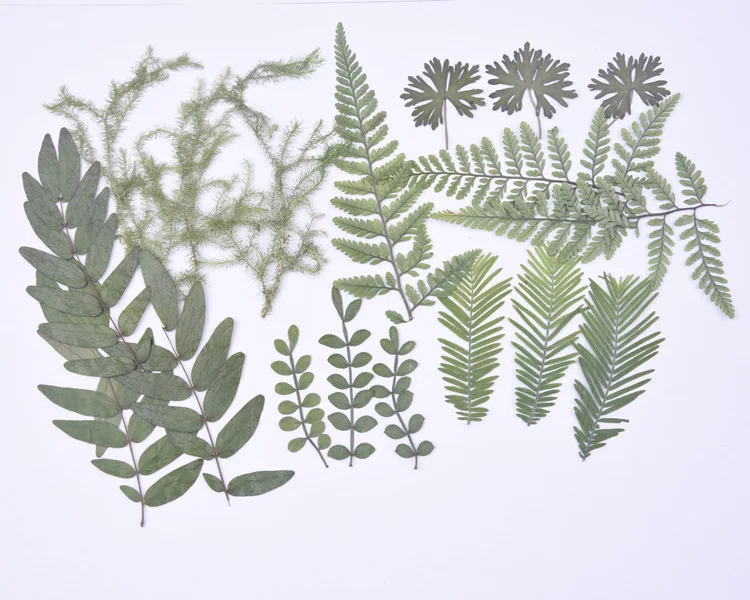 18pcs/bag Nature Pressed leaves petals Real green plant for DIY Art Craft Bookmark Wedding invitation Gift card Decoration | Дом и сад