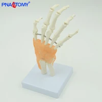 11 scale hand bone model with ligaments plastic hand skeleton anatomy model medical teaching tool educational equipment