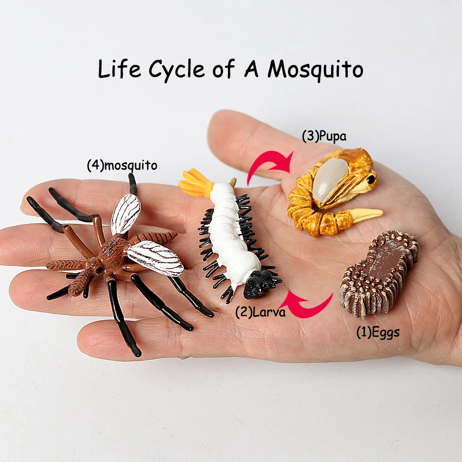 Имитация жизненного цикла москитов развивающая игрушка для детей|Игровые