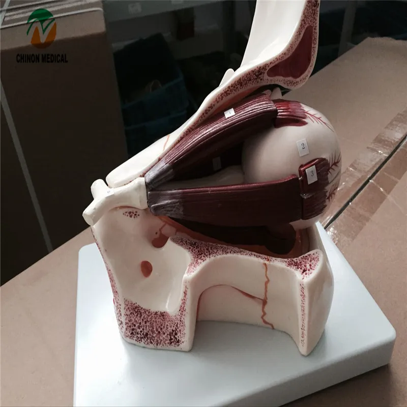 Шиньон высокое качество глаз и орбиты анатомическая модель для медиков