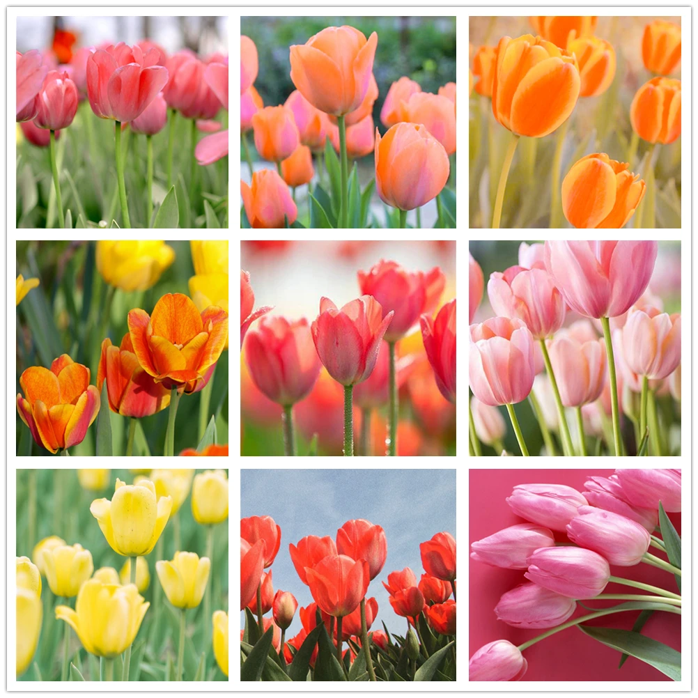 RAILONCH полное сверло мозаика 5D DIY алмазное искусство вышивка украшение для дома