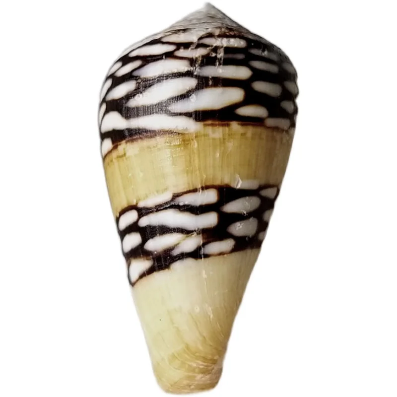 

Rare conch, one and only 3.25 cm bamboo snail collection