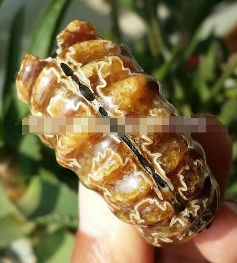  412 + 51 г Высокое качество редкий полированный &quotКозья Горн&quot Douvilleiceras аммонита