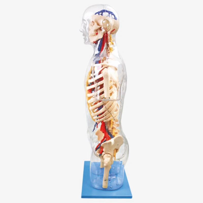 

A model of vascularized nerves in the trunk of transparent half body