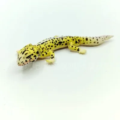 

small pvc figure toy model lizard need assemble
