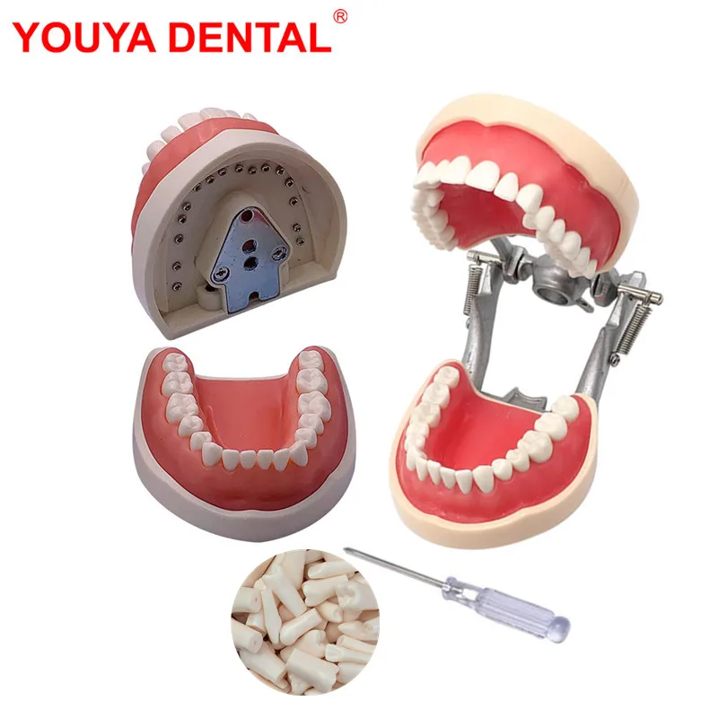 Dental Model Teeth Teaching Model With Gum Removable Tooth For Dentistry Technician Practice Training Studying   Typodont Models