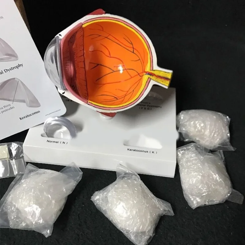 4D человеческий анатомический Роговица глаза поперечное сечение анатомическая