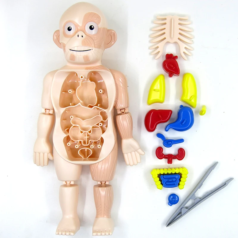 

3d пазл Монтессори, игрушка для анатомии человеческого тела, Обучающие, собранные игрушки, наборы для самостоятельного обучения, инструмент...