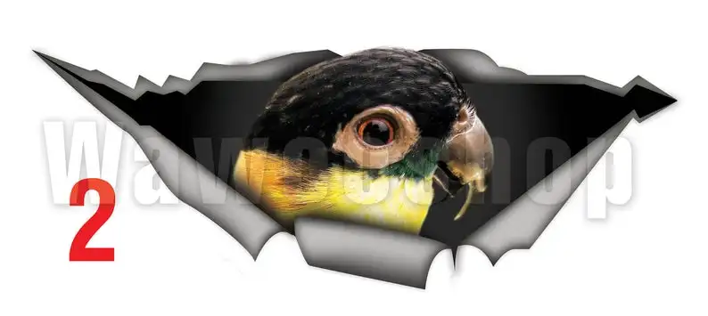 

2021 Sticker , Black headed caique parrot, car sticker, vinyl decal, parrot decal, bird decal, parrot sticker