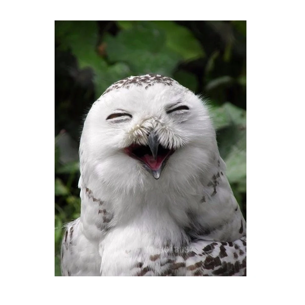 

Diamant Diy 5D Diamond Painting Cross Stitch Smiling Owl Needlework 3D Diamond Embroidery Full Diamond Decorative Sticker Kits