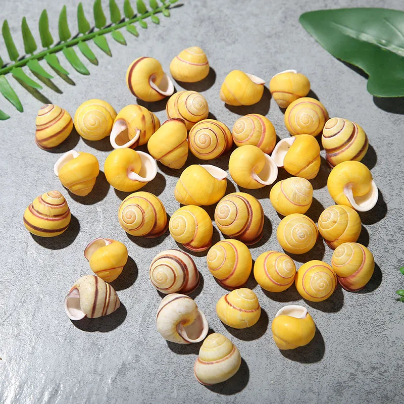 

1pcs Natural Lucky Shell Small Yellow Conch Marine Gold Grid Specimen Conch About 2cm Collection Mediterranean ocean style