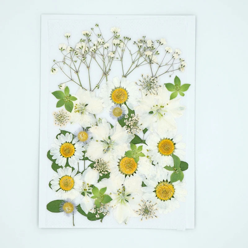 

Красивые несколько реальных прессованных листьев, натуральные сухие цветы для художественного творчества, скрапбукинга, изготовления отк...