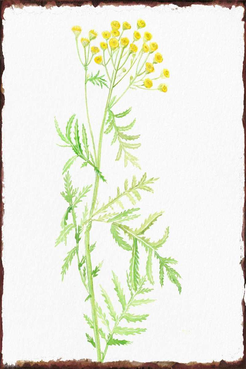 

Оловянная табличка с изображением цветов канолы, настенное украшение для комнаты, Ретро винтажный металлический знак для художественного ...