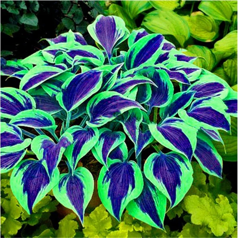 

Красочный шкаф Hosta для ванной комнаты, натуральные растения, садовая мебель для дома, 100 шт.