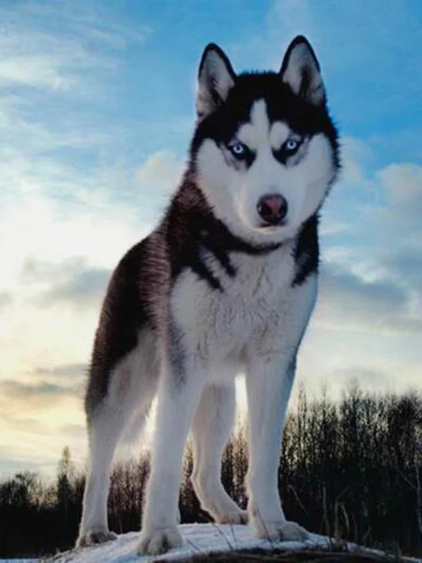 9 5d Животные Собака серия Diy Алмазная картина Huskies Алмазная вышивка Собаки Полный Круглый Diy Алмазная мозаика наклейки на стену рукоделие - Цвет: 9