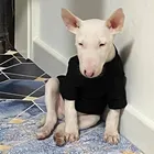 Новый питомец собака; Футболка; Толстовка для детей нижняя одежда для малых и средних собак Французский бульдог Шнауцер Мопс жилет дропшиппинг BGC15