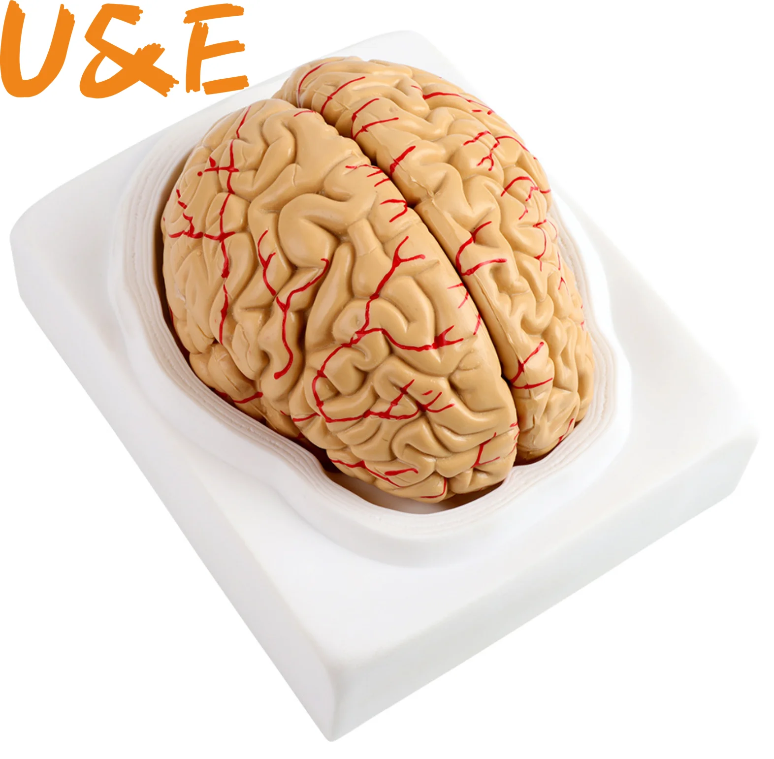 

Medical props model Free postage Disassembled Anatomical Human Brain Model Anatomy Medical Teaching Tool