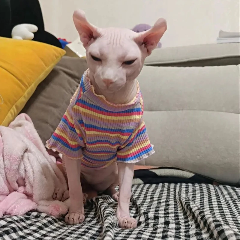 

Spring Cotton Pet Cat Clothes for Cats Gotas Mascotas Clothing Sweet Stripe Puppy Sphynx Cat Katten Vest Shirt ubranie dla kota