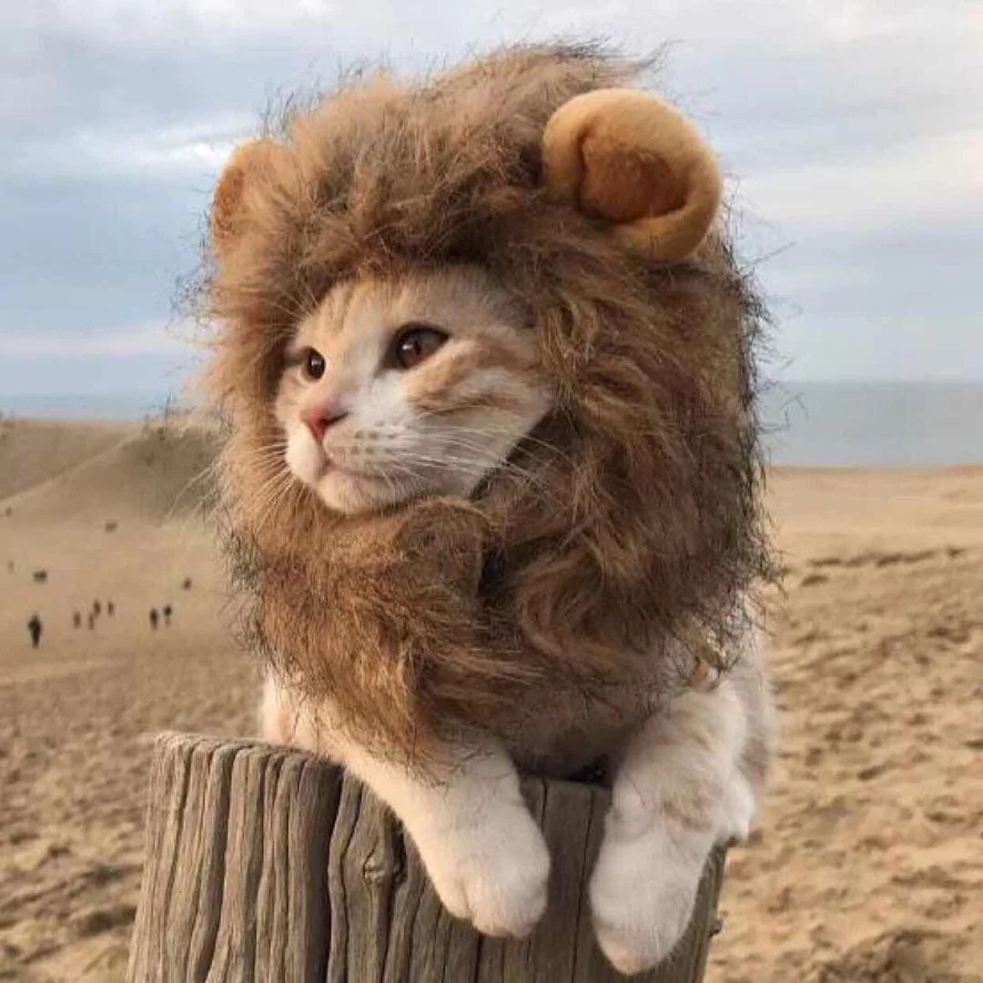 

Cute Cat Wig Funny Lion Mane Pet Clothes Dog Cat Cap Hat Fancy Costume Cosplay Dress with Ear Party Interactive Toy Pet Supplies