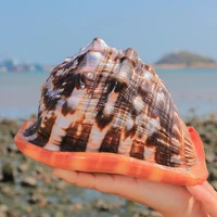 12 16cm natural big sea shells snail wanbao conch nautical home decor beach wedding decorations collectibles aquarium landscape