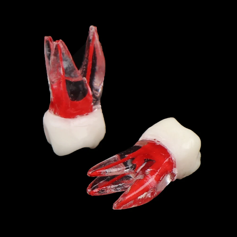 

1 шт., резиновая Стоматологическая модель Эндодонтических зубов, цветная модель пульпы корневого канала, стоматологические инструменты