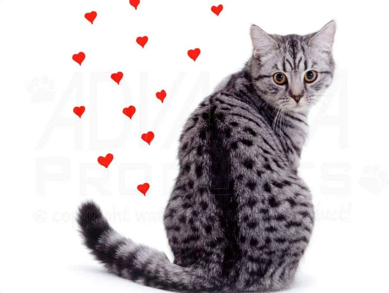 

Металлический жестяной плакат в виде кошки серебряного цвета для бара, паба, гаража, столовой, кафе, домашнего декора, художественный плакат...