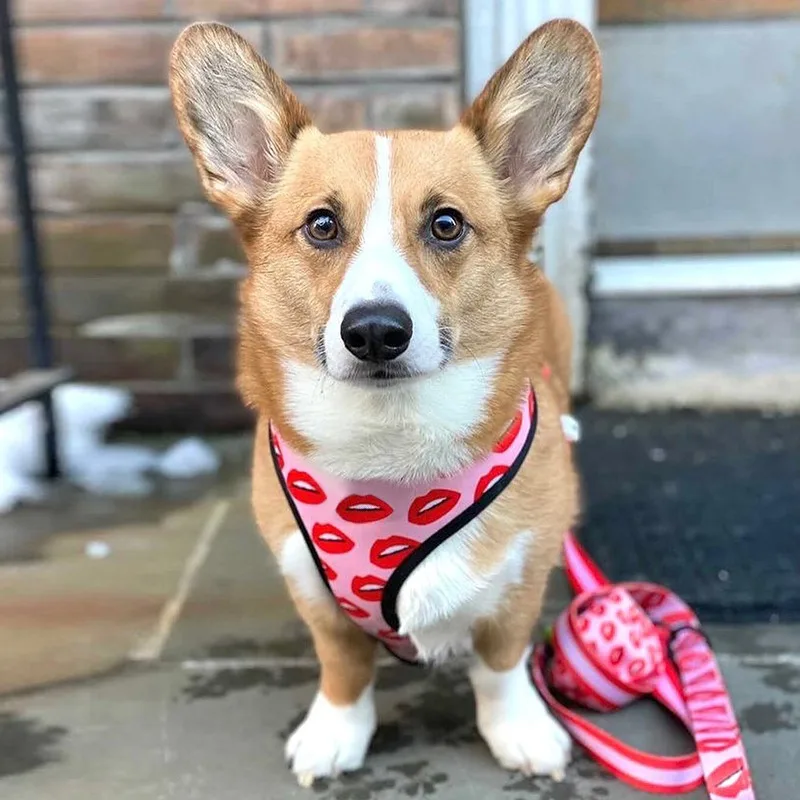 

Dark film and television industry, pet training supplies, elegant, beautiful and durable pet accessories, leashes are reusable a