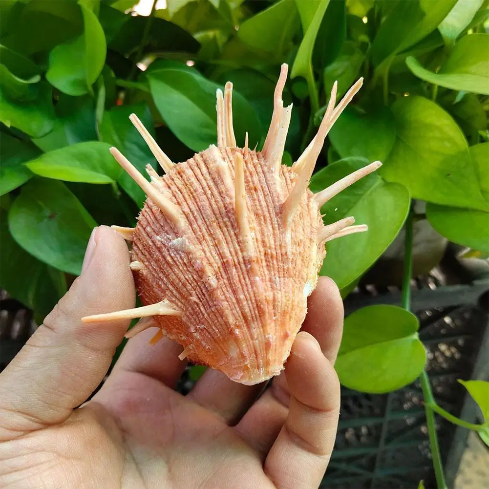 

Natural Conch Shells Fish tank landscaping Window Decoration Snail Collection Snail 8-13 Chrysanthemum cm Specimen Red Q0A4