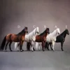 Изображение товара 4